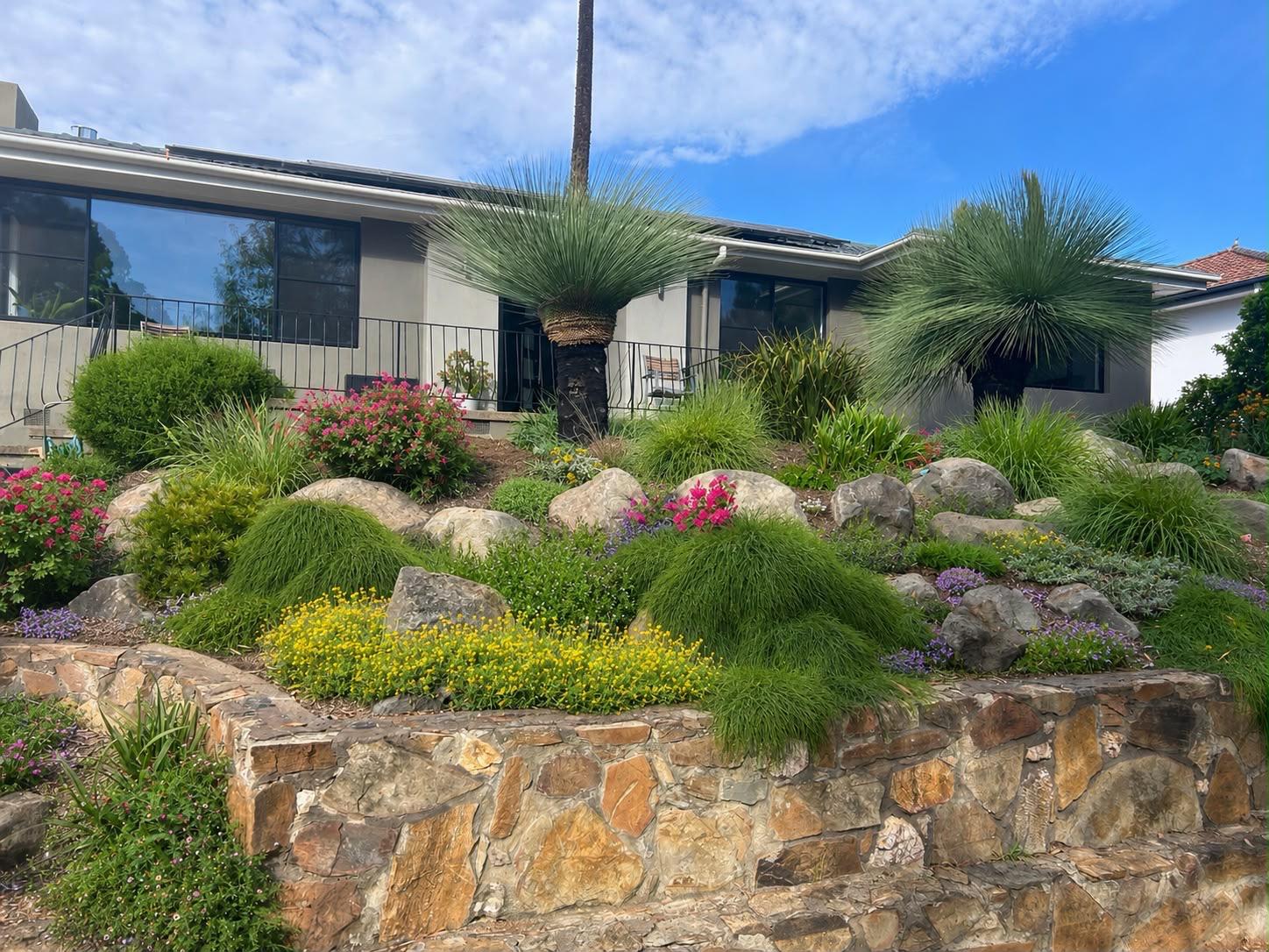 A sculpted native garden of grass trees, boulders and flowering groundcover above a dry-stone retaining wall in Canberra